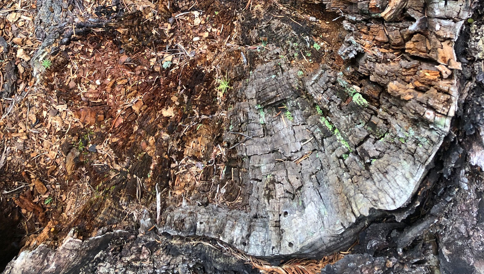 tree rings
